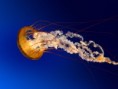 /album/imagens/jellyfish-jpg/