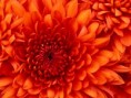 /album/imagens/chrysanthemum-jpg/