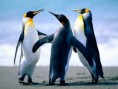 /album/imagens/penguins-jpg/